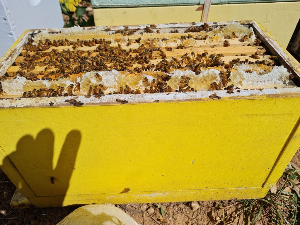 Strong nucleus beehive