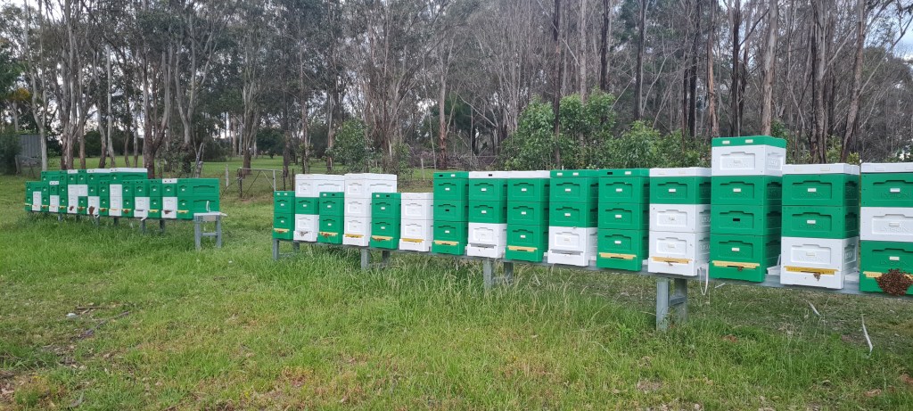 Australia's best beehive